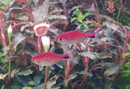 Super Red Ruby tetra(Axelrodia Riesei)