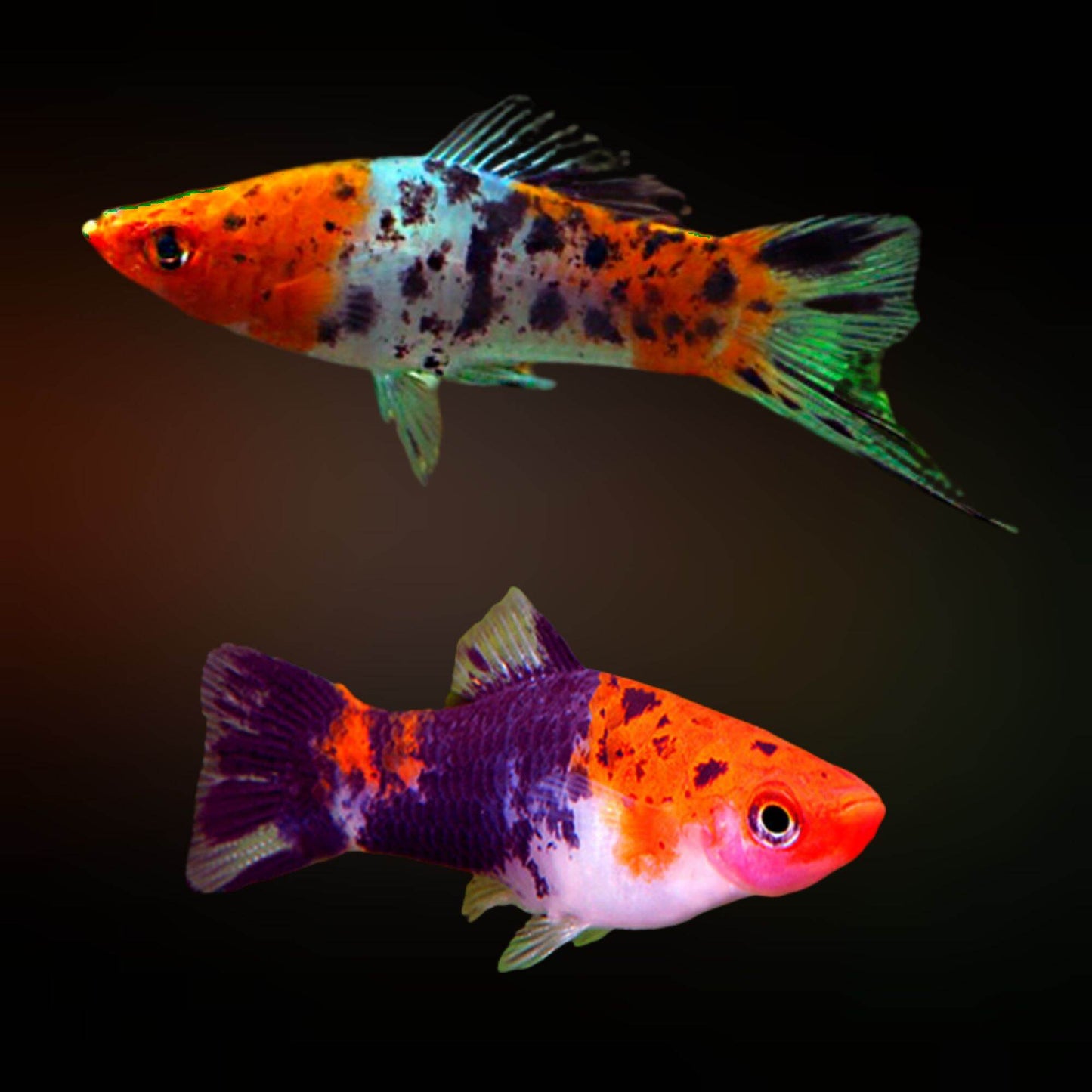 Sanke Koi Swordtail (Xiphophorus helleri)
