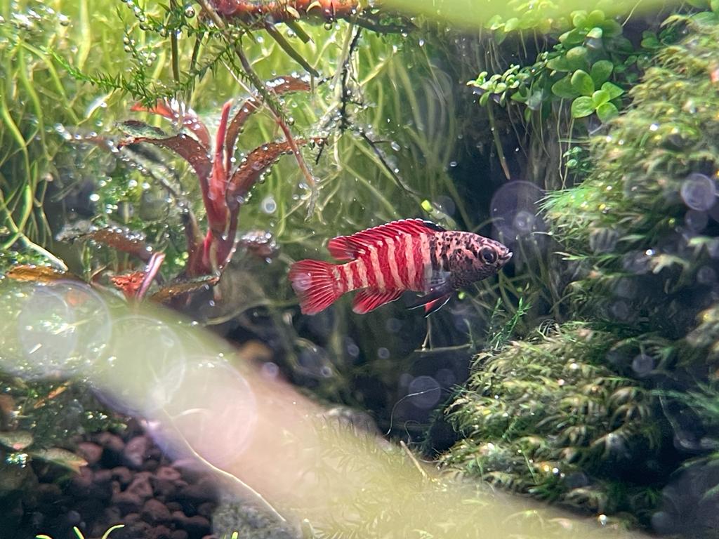 Black Tiger Dario (Dario sp. Tiger)