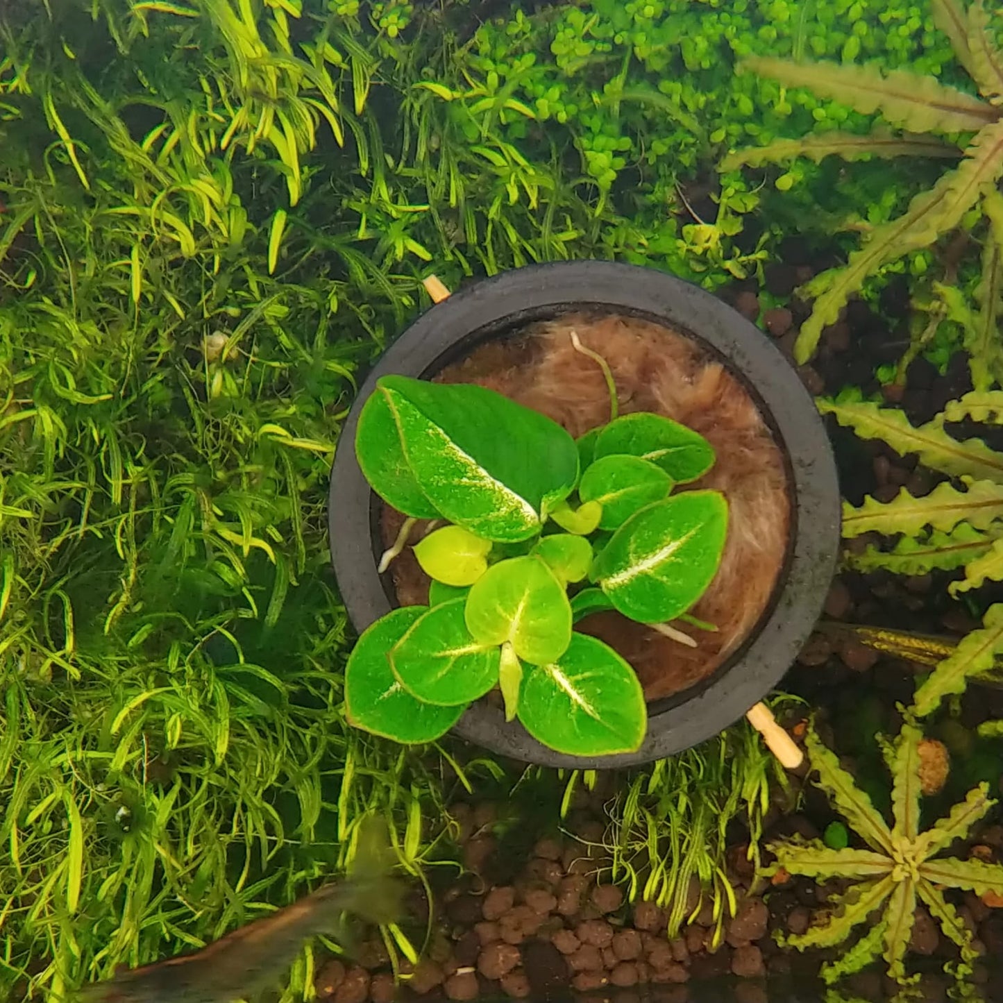 Anubias nana sp. Stardust mini