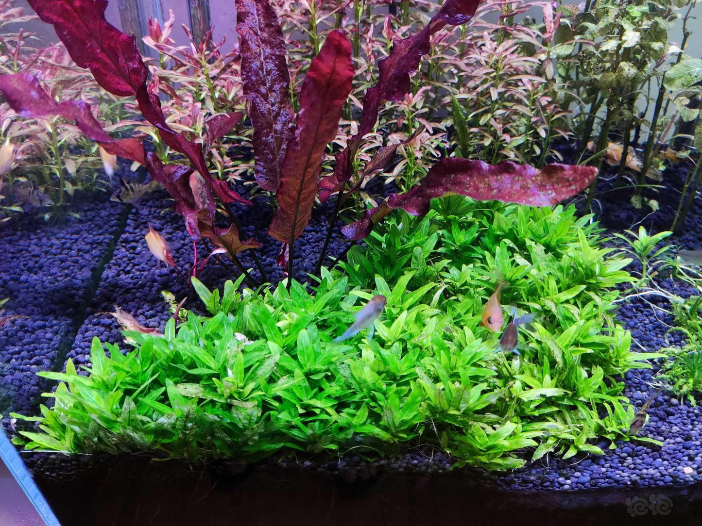 Staurogyne Repens