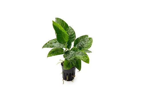 Anubias Barteri sp. Striped