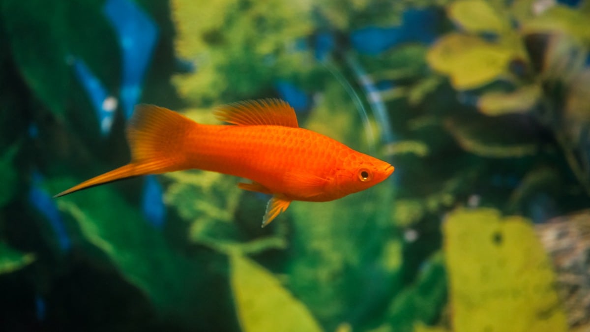 Red swordtail (Xiphophorus hellerii )