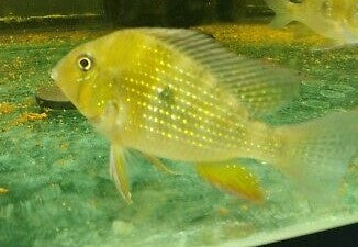 Threadfin Acara