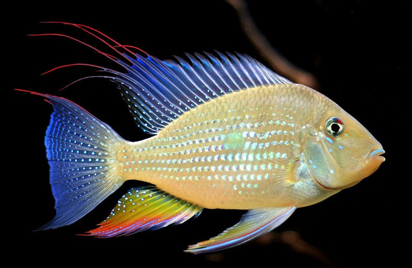 Threadfin Acara