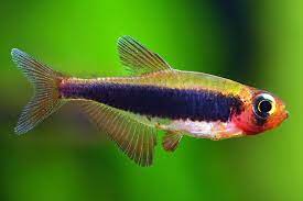 Tucano tetra