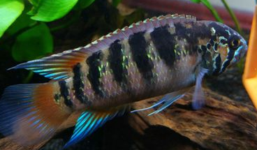 Zebra Acara (Nannacara Adoketa)