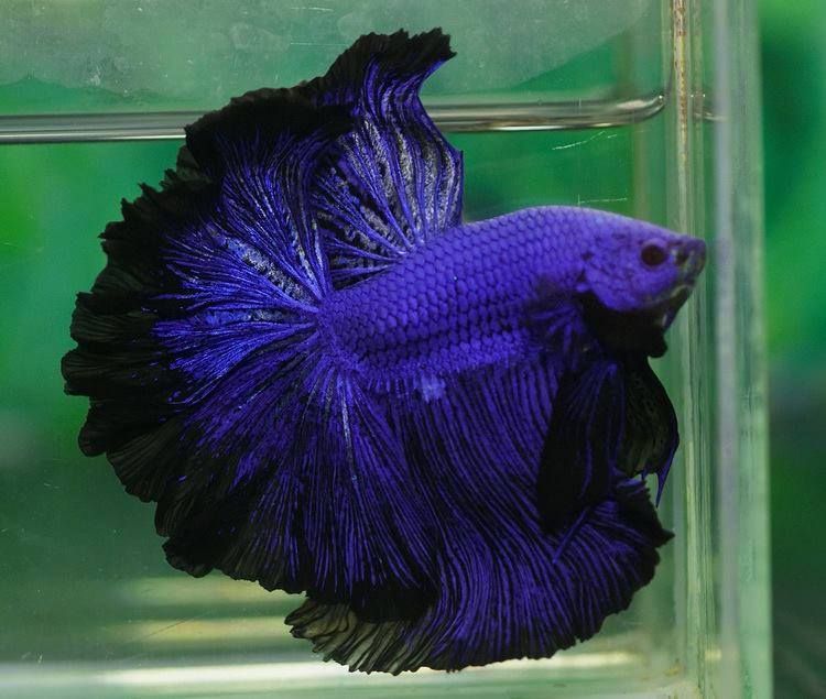 Rose Tail Betta (Assorted)