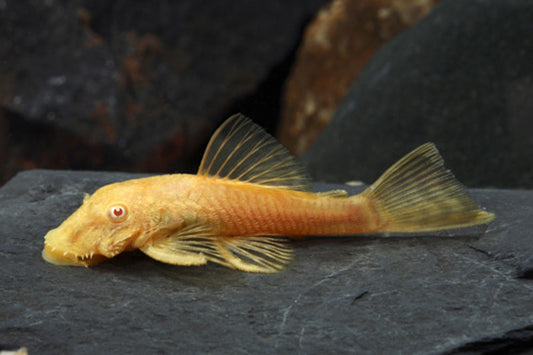 Albino bristlenose