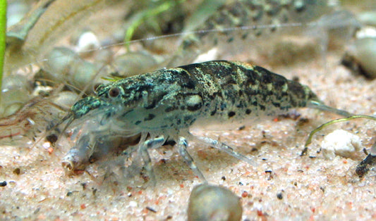 Green lace filter shrimp ( Atyopisis pilipes)