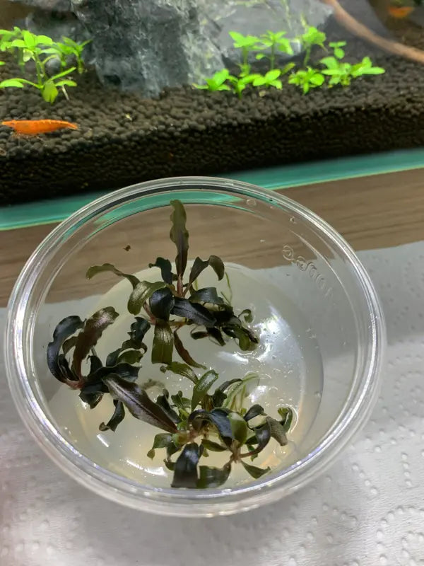 Bucephalandra kedagang Japan T/C [Small] CUP