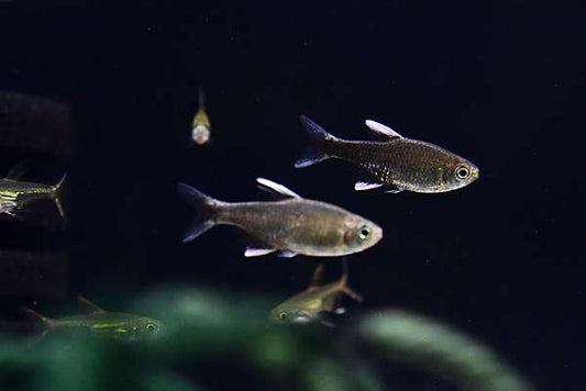 Bahia Black diamond tetra(Wild Caught)- Hyphessobrycon neqodaqua