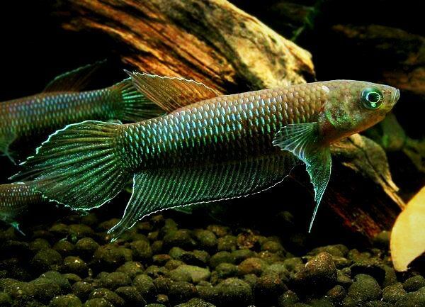 Betta Simorum