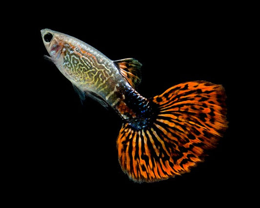 Cobra Mosaic Guppy