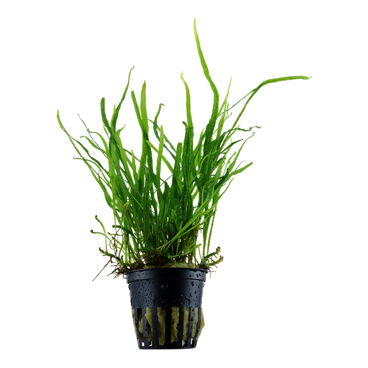Microsorum pteropus sp. Trident