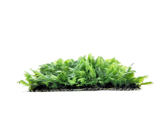Fissidens Nobilis Moss Mat 3"x3"