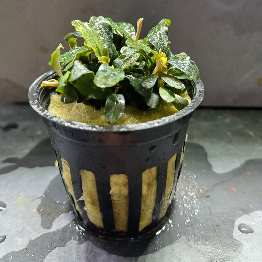 Bucephalandra Brownie Blue