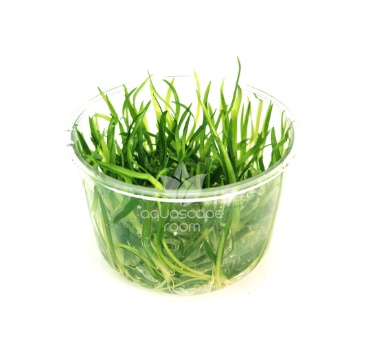 Sagittaria subulata T/C CUP