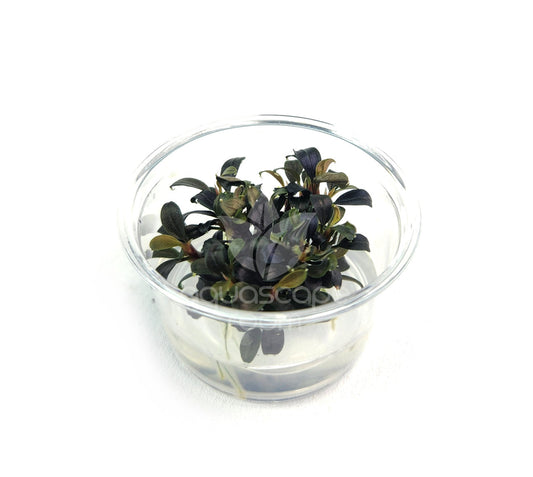 Bucephalandra sp. Kedagang Mini round TC small