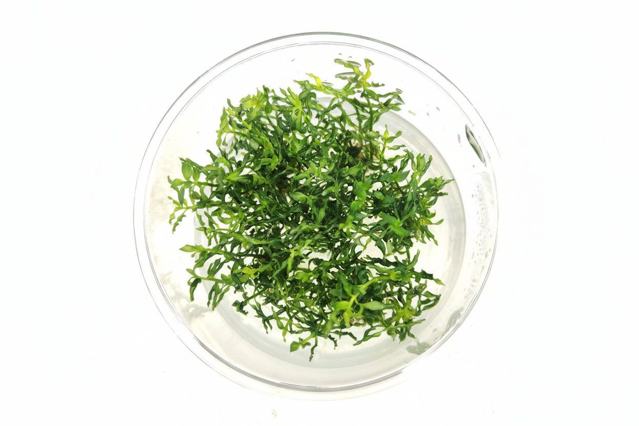 Ludwigia Inclinata Curly T/C CUP
