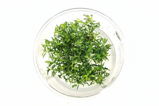 Ludwigia Inclinata Curly T/C CUP