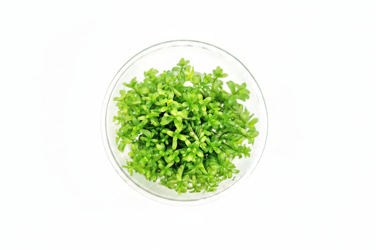 Rotala Rotundifolia Wayanad T/C CUP