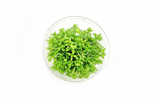 Rotala Rotundifolia Wayanad T/C CUP