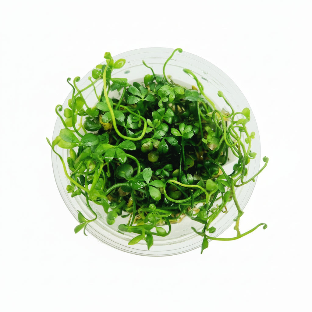 Marsilea Hirsuta T/C cup