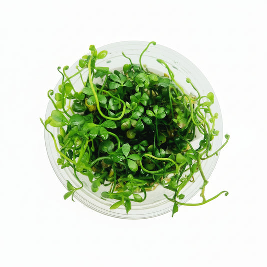 Marsilea Hirsuta T/C cup