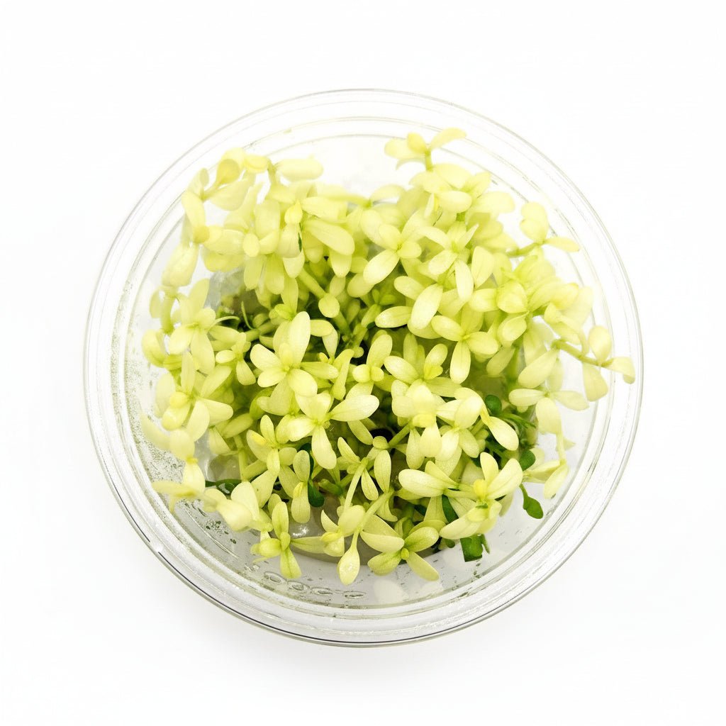 Bacopa Compact 'White' T/C Cup