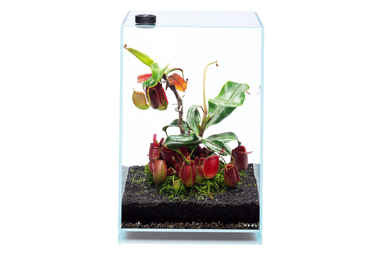 DOOA Neo Glass Cover (Standard Or With Circulation Fan)