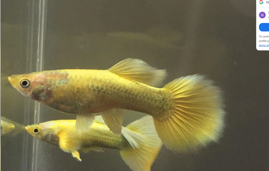 Full Gold 24k Guppy (Pair)