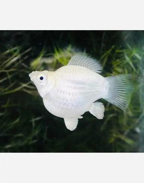Platinum Balloon Molly (Poecilia sphenops)