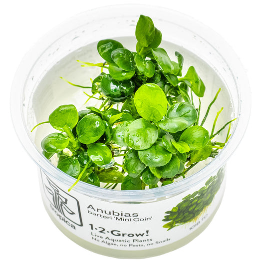 Anubias Mini Coin Tissue Culture