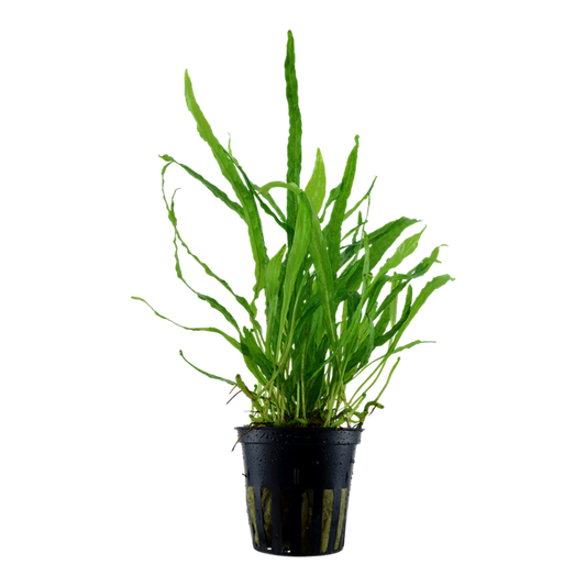 Microsorum pteropus narrow leaf
