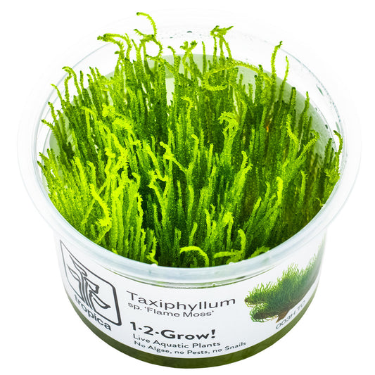 Taxiphyllum sp. 'Flame Moss' Tissue Culture