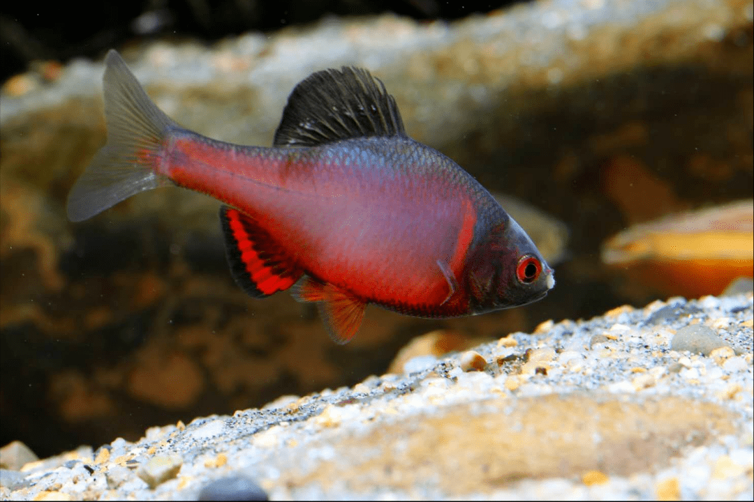 Volcano Bitterling (Sinorhodeus Microlepis)