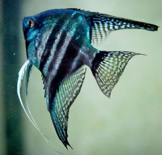 Pinoy Blue Zebra Angelfish Pterophyllum scalare – Aquapets