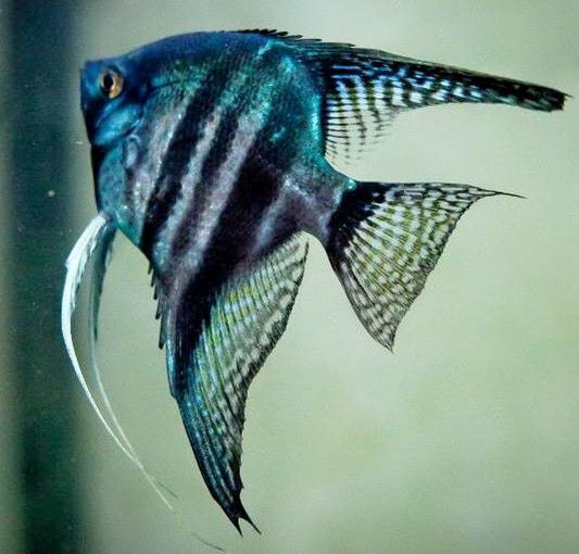 Pinoy Blue Zebra Angelfish ( Pterophyllum scalare )