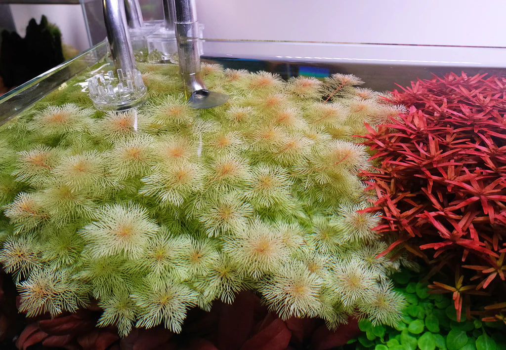 Myriophyllum mattogrossense - Golden T/C