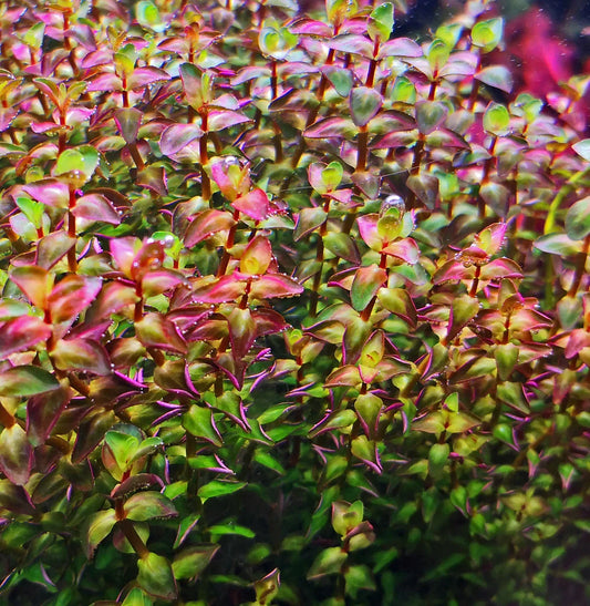 Rotala Macrandra Pearl