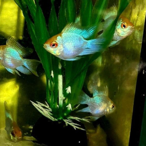 Golden Head Balloon Ram (Mikrogeophagus Ramirezi)