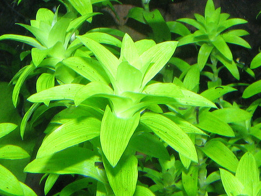 Tonina Fluviatilis