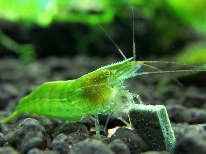 Green Neon Shrimp (Caridina Babaulti)