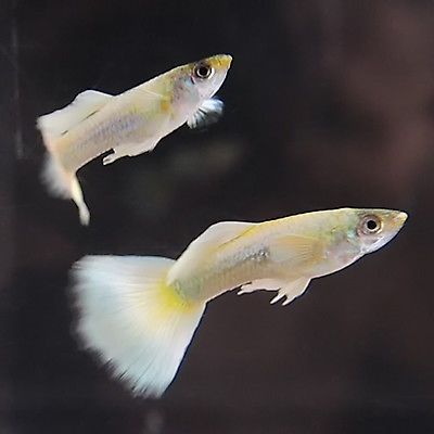 Super White Guppy