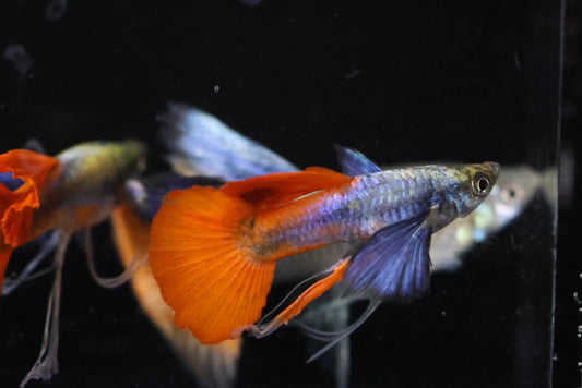 Dumbo Red Tail Ribbon (Pair)