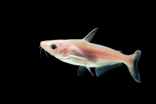 Albino Iridescent shark