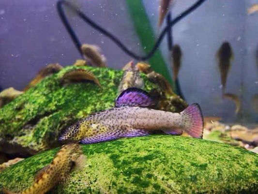 Purple Hillstream loach