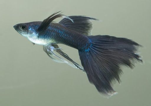 Moscow Blue Guppy Swallow tail (trio)
