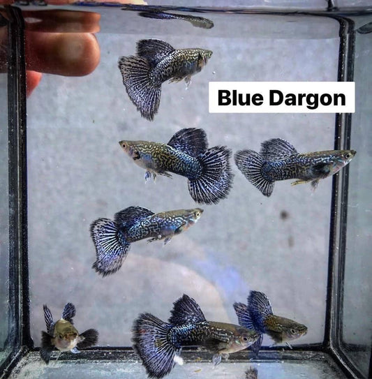 Blue Dargon Guppy (pair)
